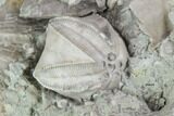 Blastoid (Pentremites) Fossil - Illinois #95947-2